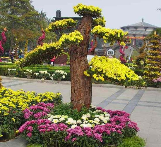 新疆 菊花造型